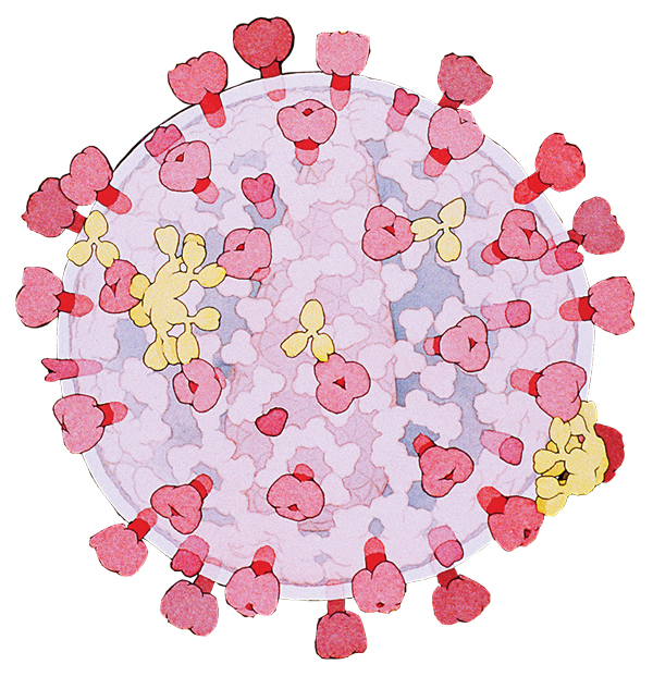 hiv in blood plasma